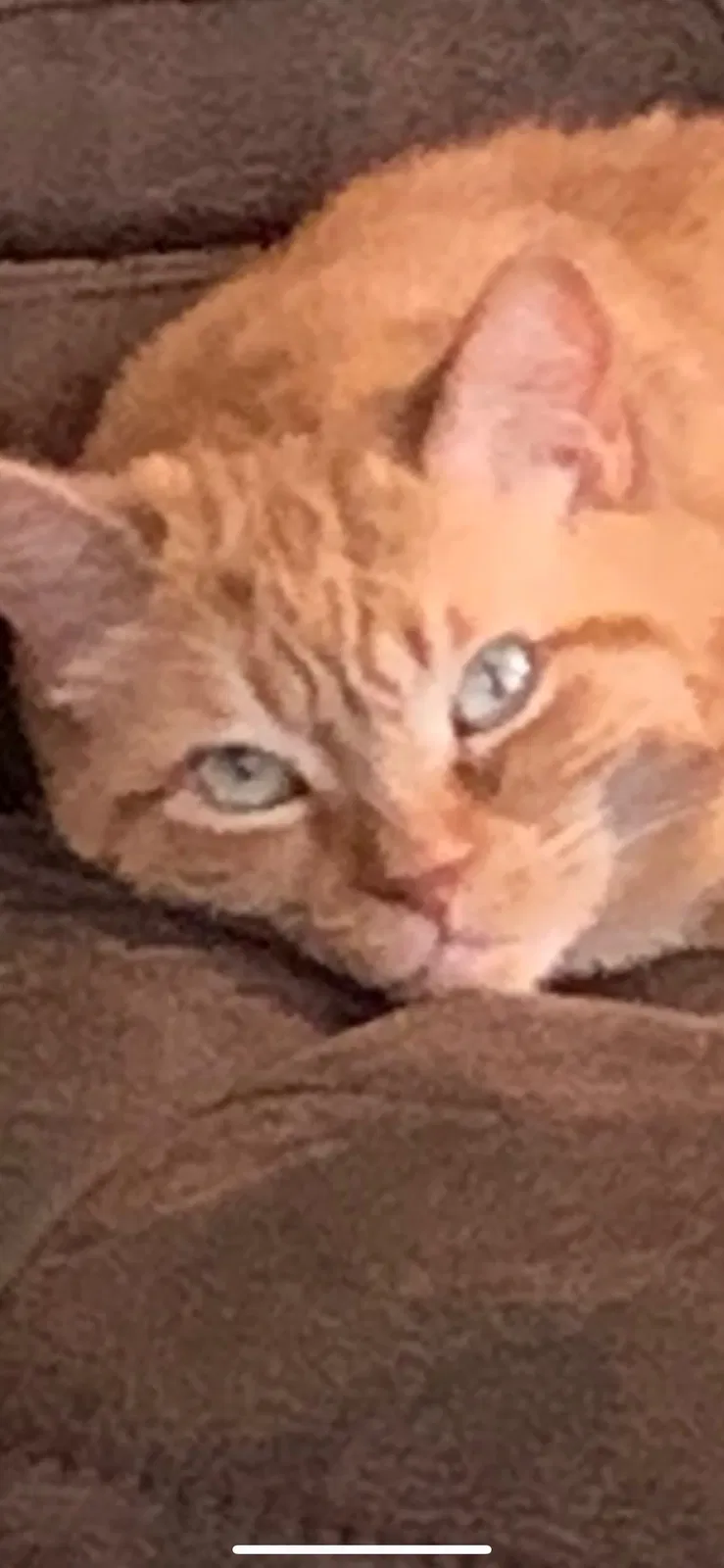 Lost cat in Utica, MI, 48315