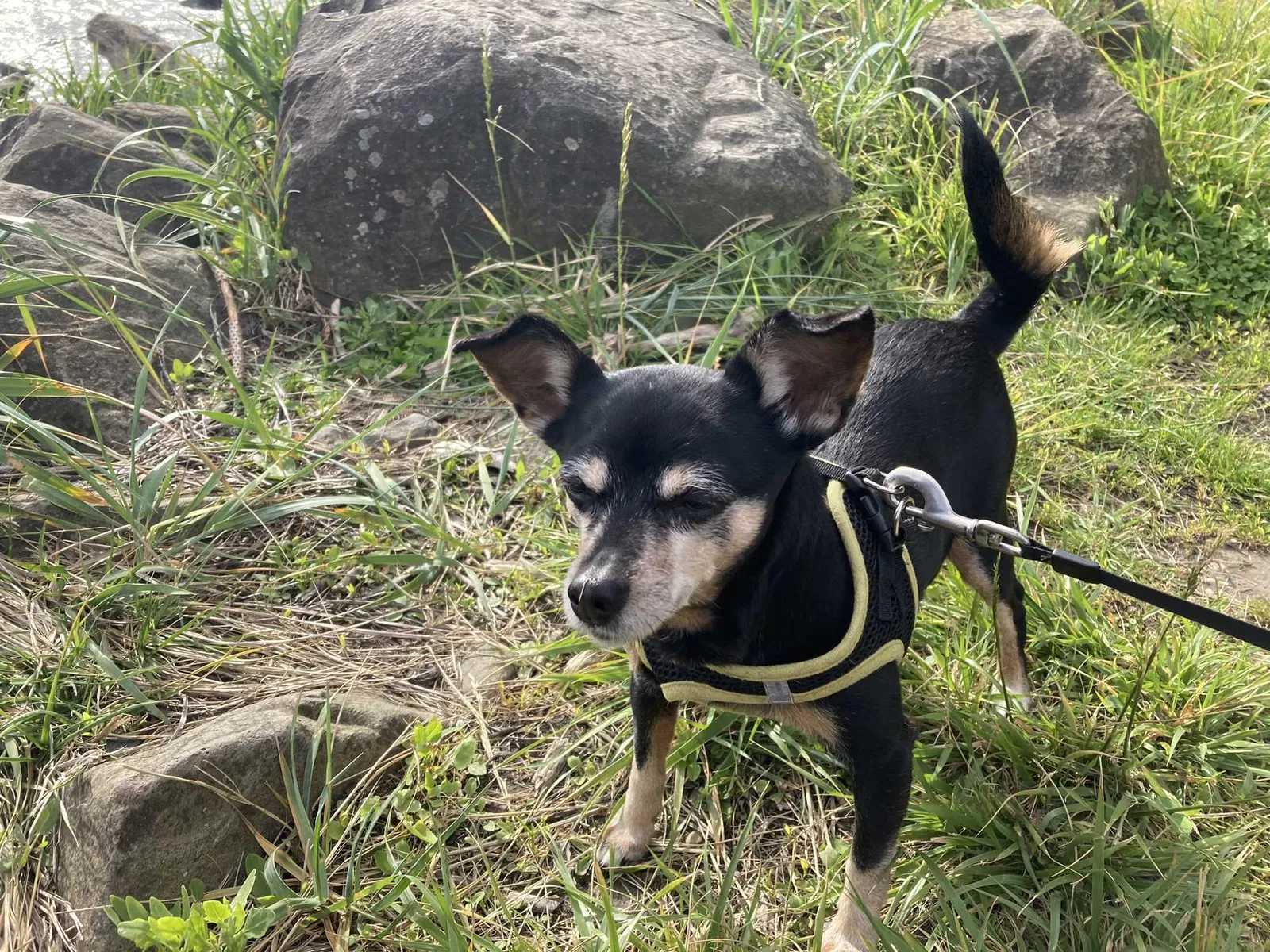 Lost dog in Seattle, WA, 98168