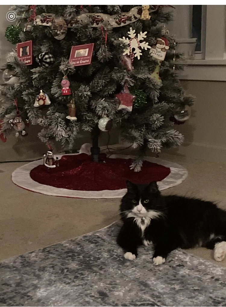 Lost cat in North Charleston, SC, 29420