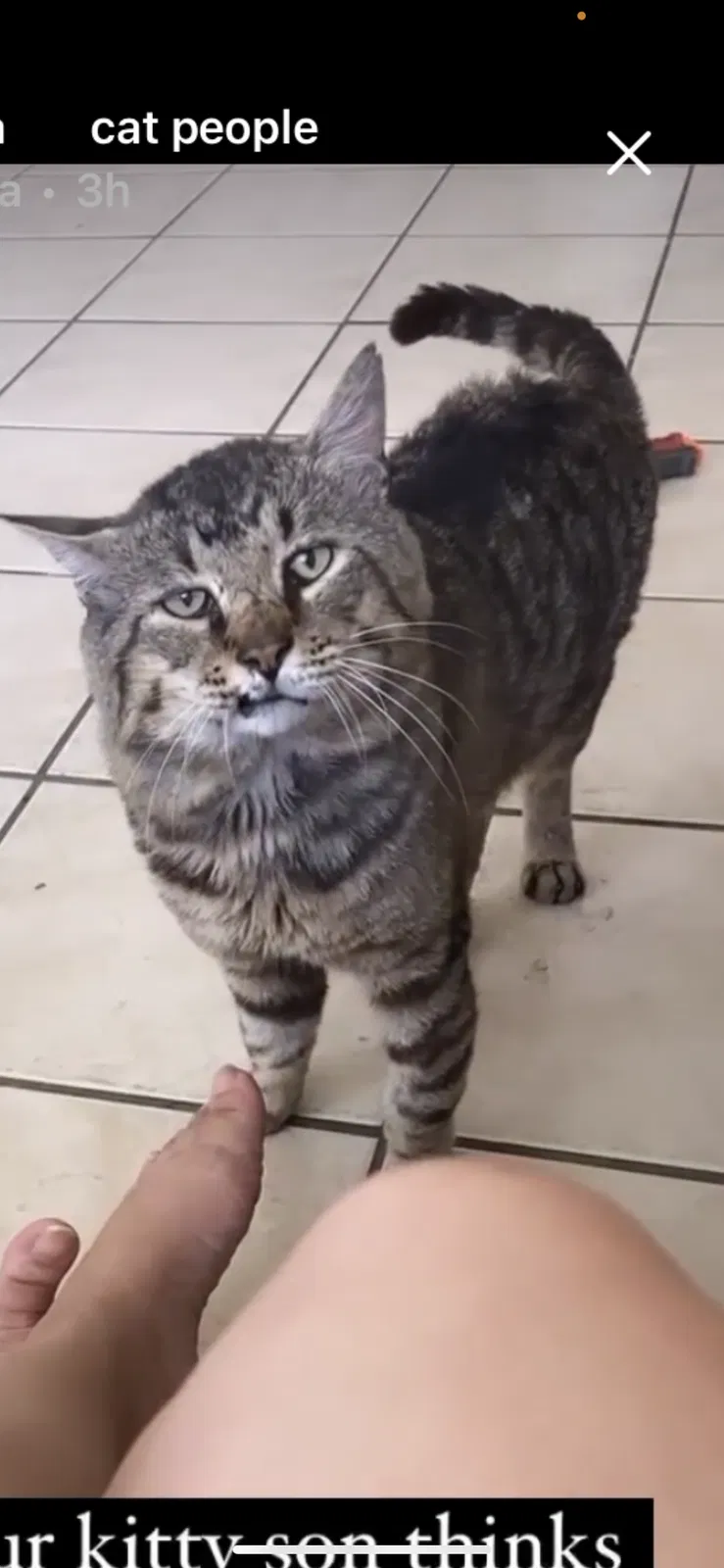 Lost cat in Tampa, FL, 33647