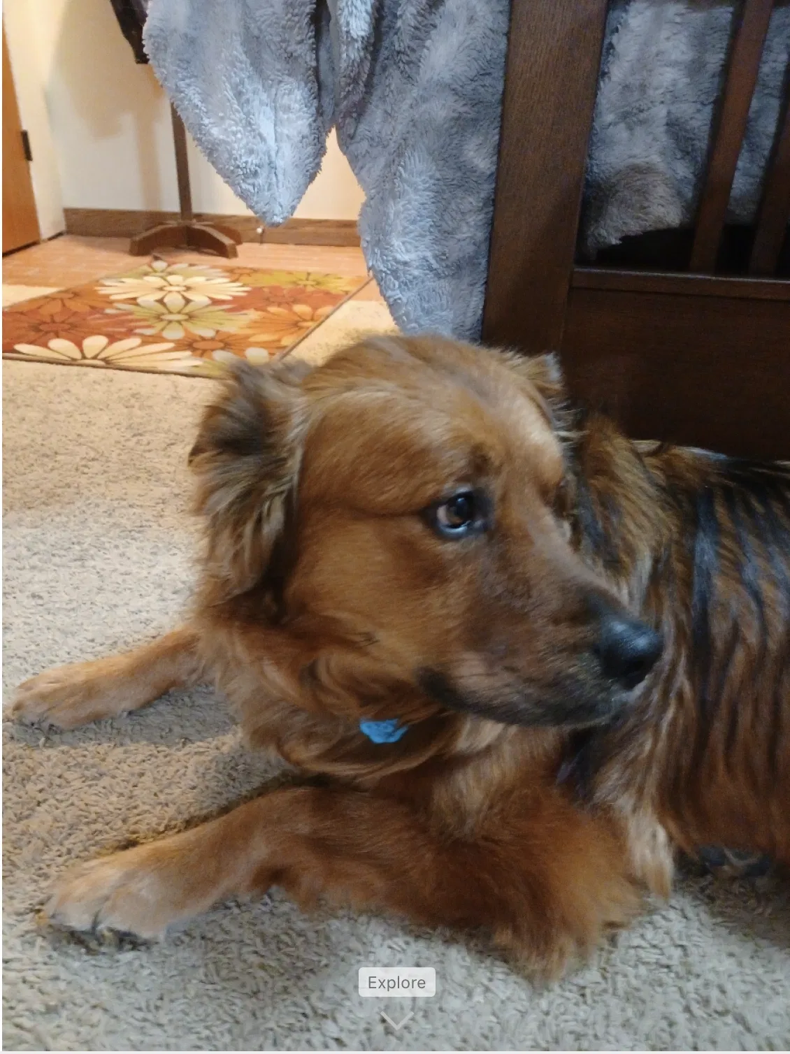 Lost dog in Oklahoma City, OK, 73127