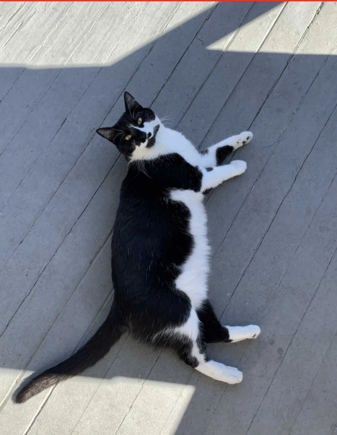 Lost cat in Seattle, WA, 98199