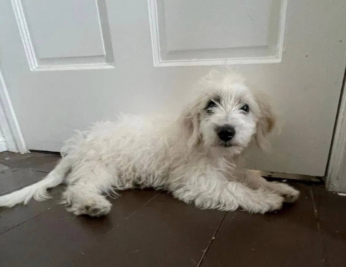 Lost dog in Downey, CA, 90241