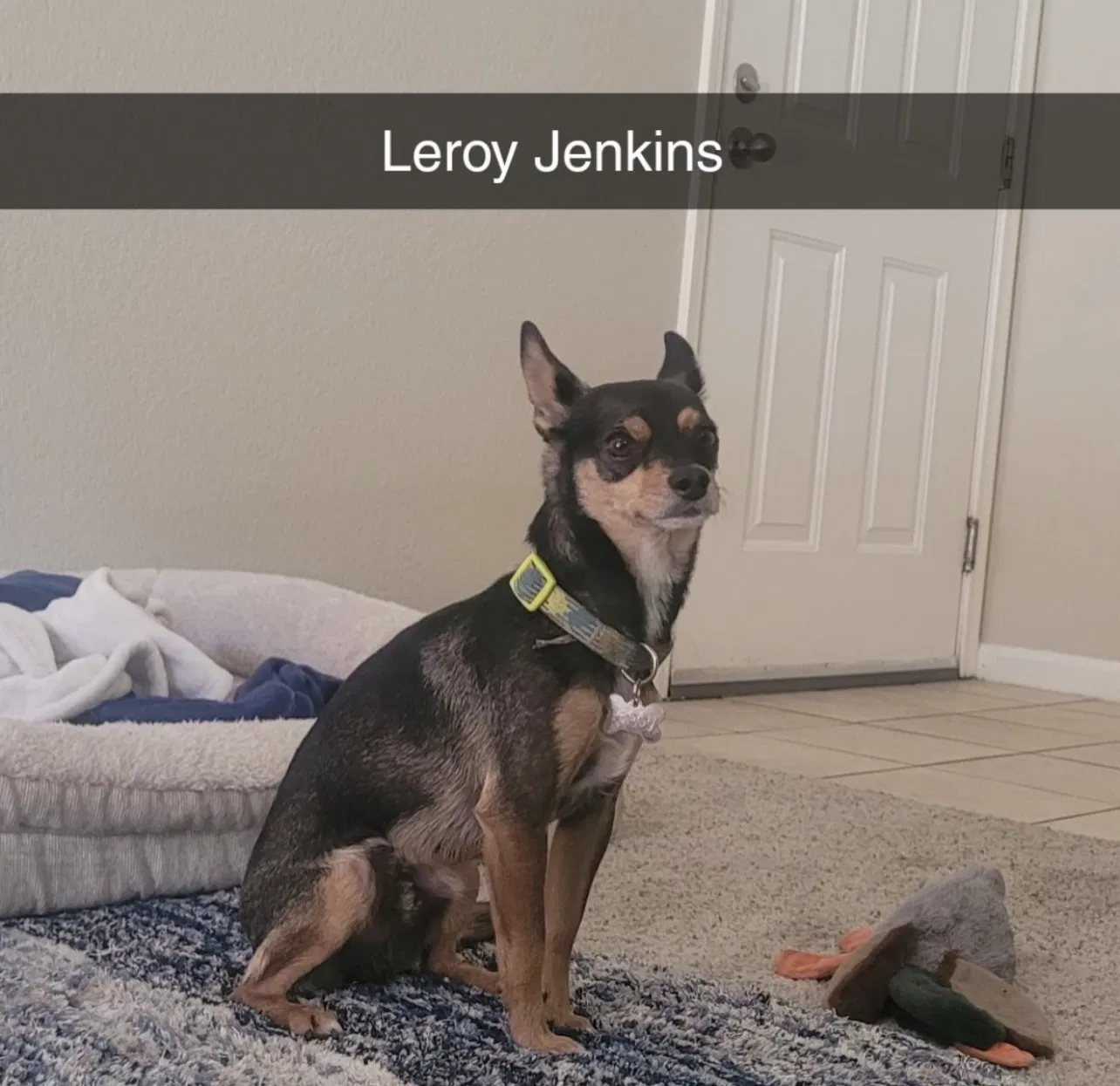 Lost dog in Fresno, CA, 93705