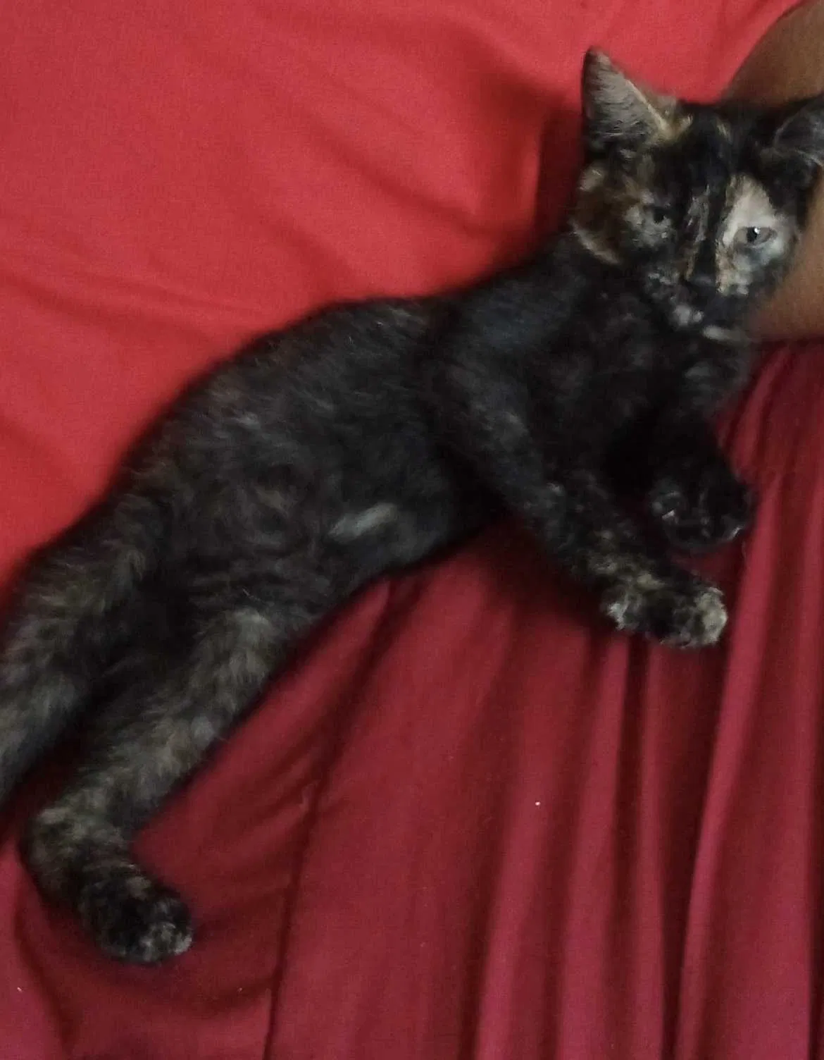 Lost cat in Littleton, CO, 80122