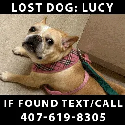 Lost dog in Lake Mary, FL, 32746