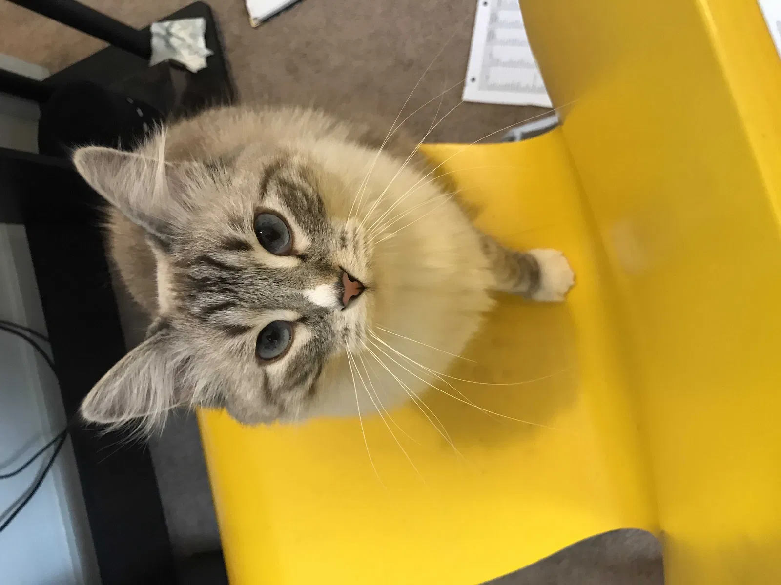 Lost cat in Pueblo, CO, 81004
