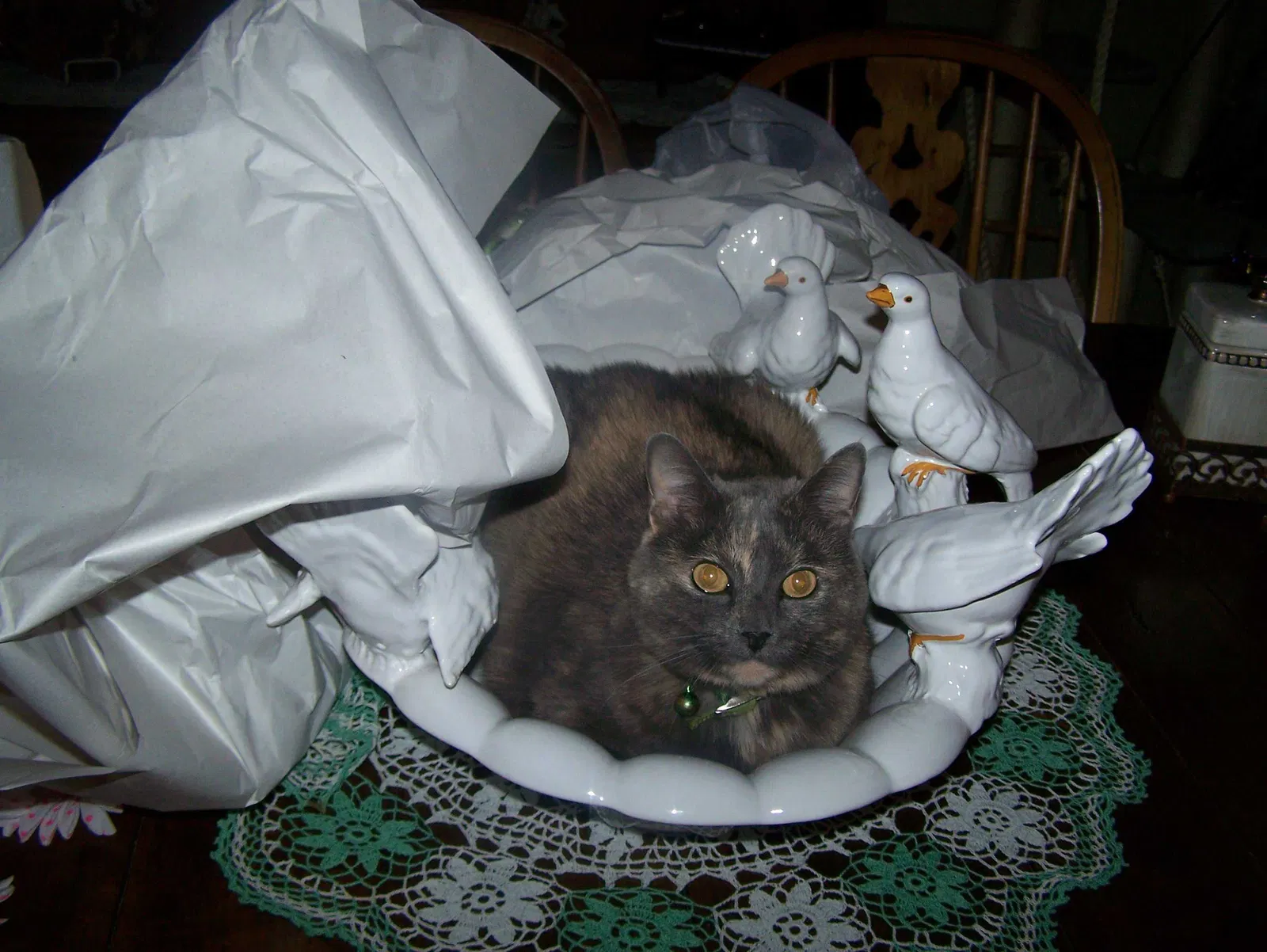 Lost cat in Conroe, TX, 77304