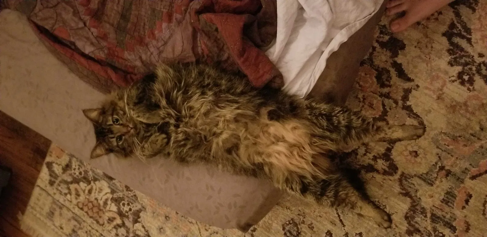 Lost cat in Oklahoma City, OK, 73110