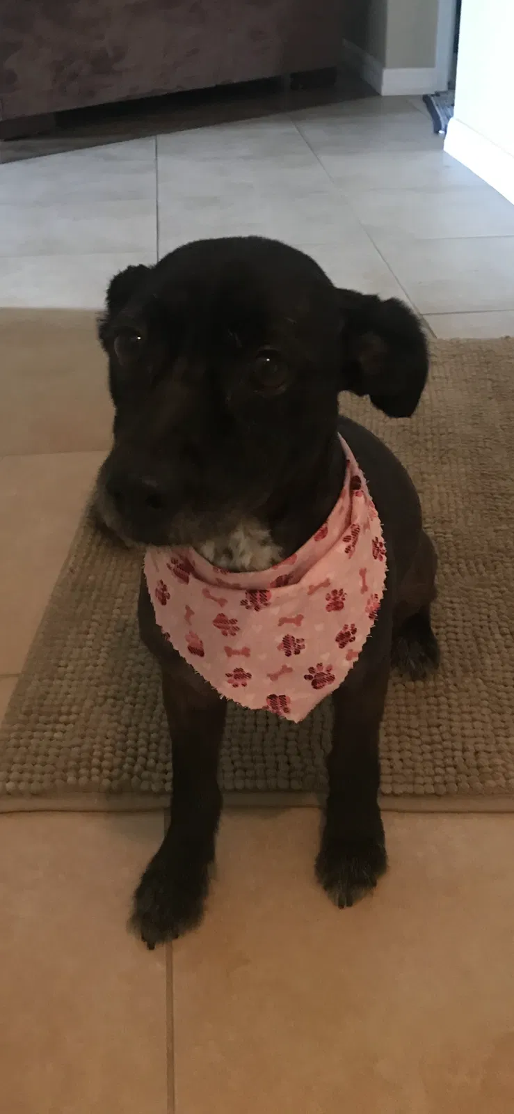 Lost dog in Long Beach, CA, 90802
