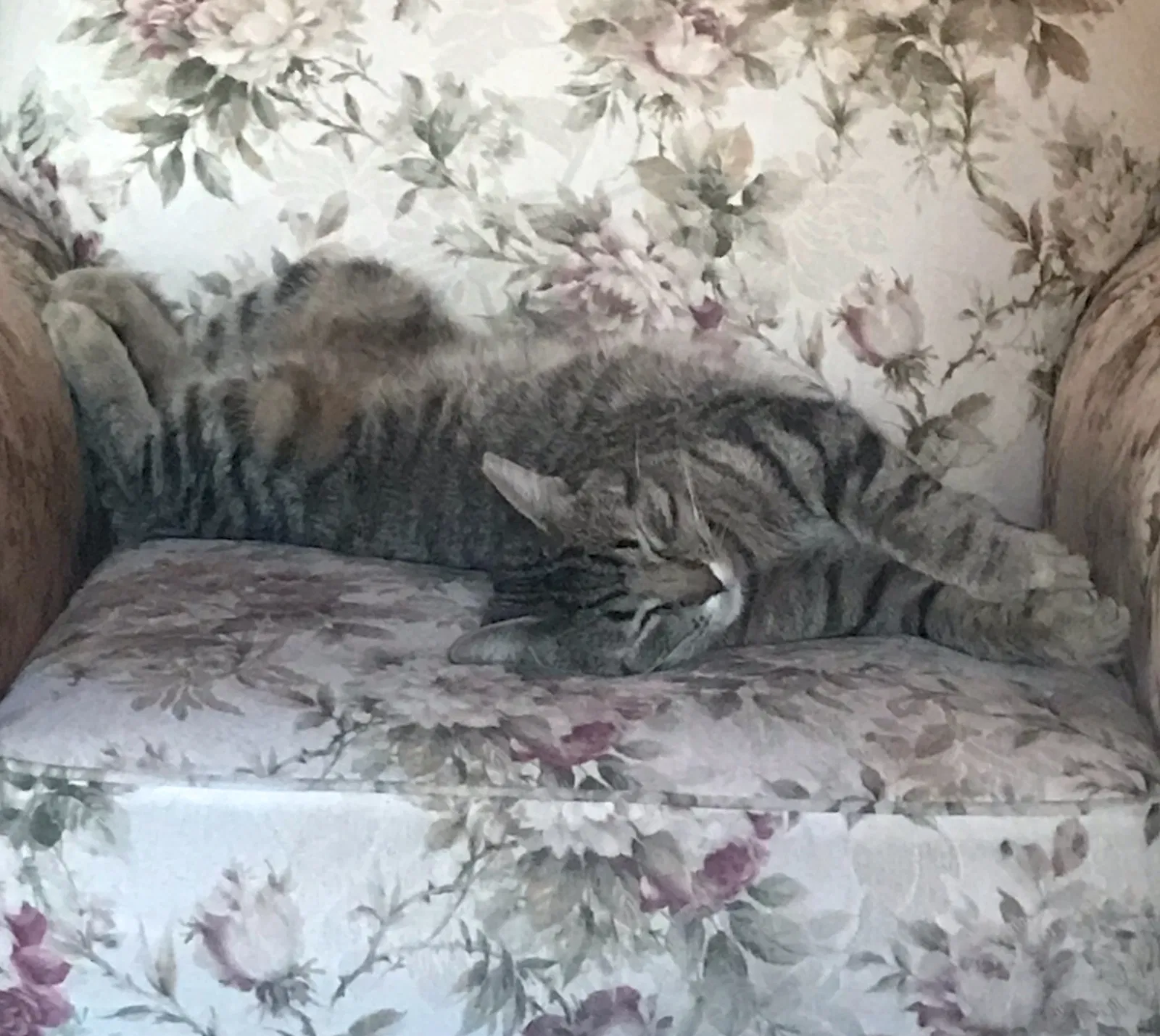 Lost cat in Elk River, MN, 55330