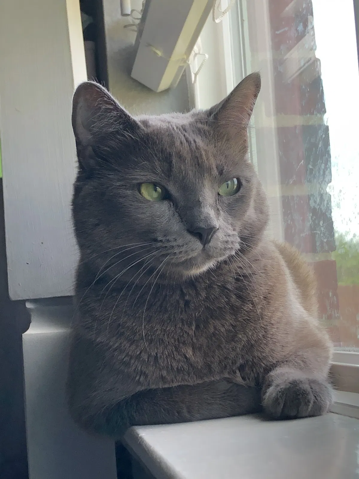 Lost cat in Wylie, TX, 75098