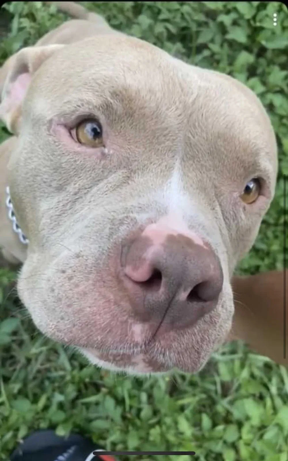 Lost dog in West Palm Beach, FL, 33412