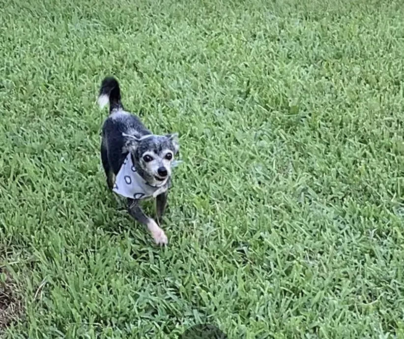 Lost dog in Brownsville, TX, 78521
