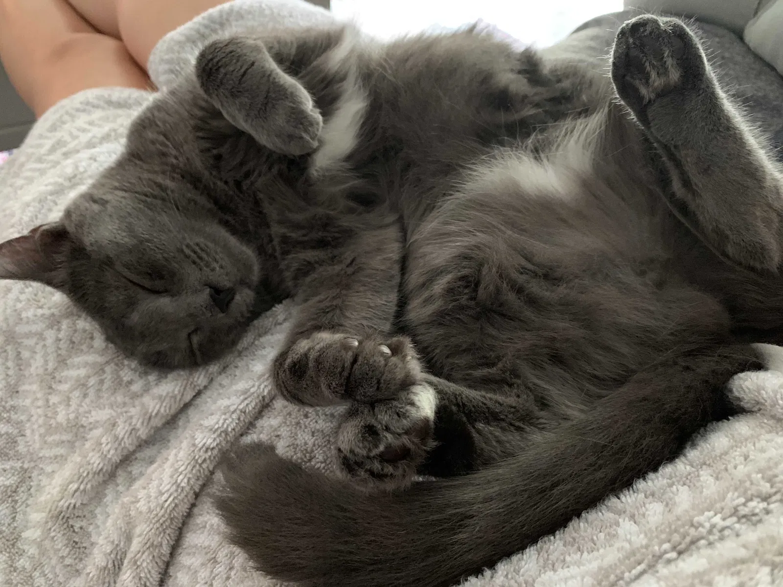 Lost cat in New Smyrna Beach, FL, 32168