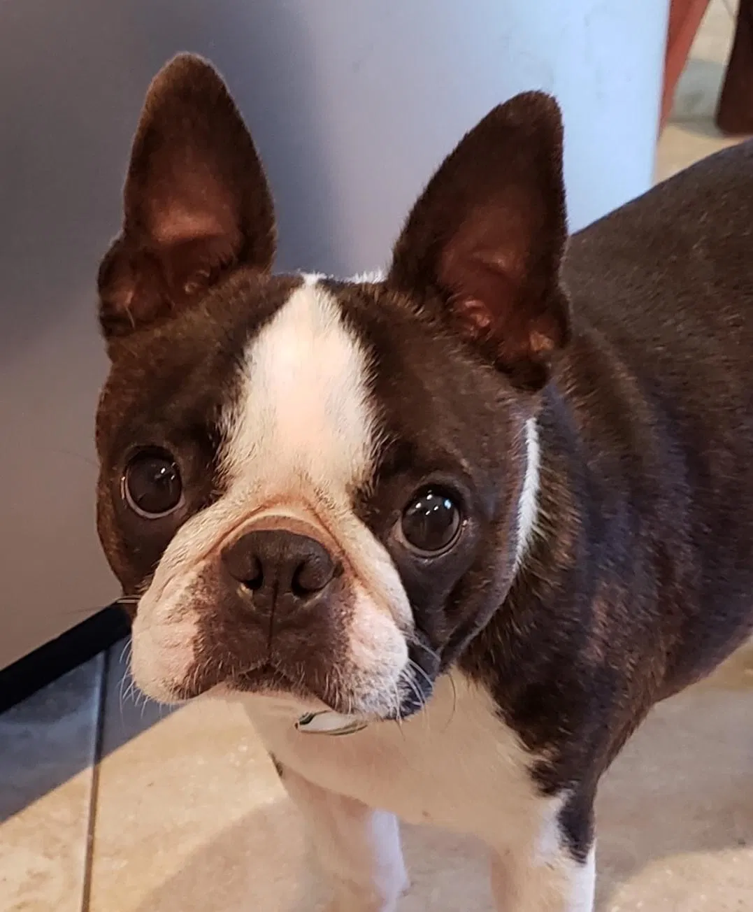 Lost dog in Missouri City, TX, 77459