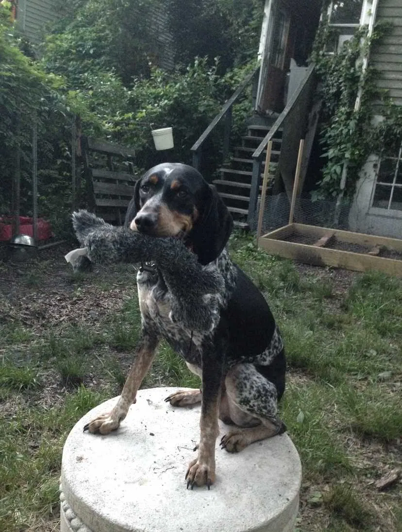 Lost dog in Lenoir, NC, 28645