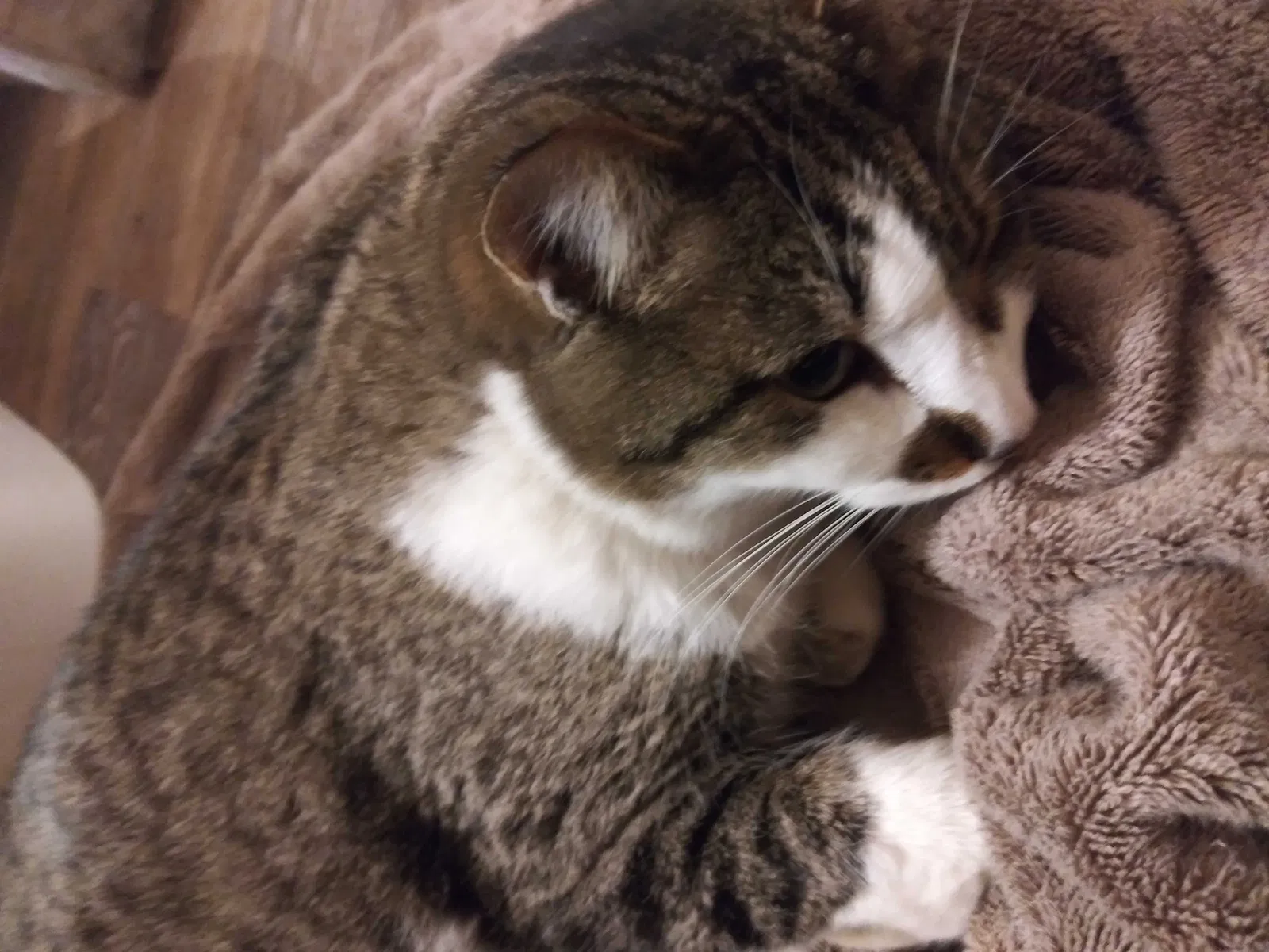 Lost cat in Wichita, KS, 67208
