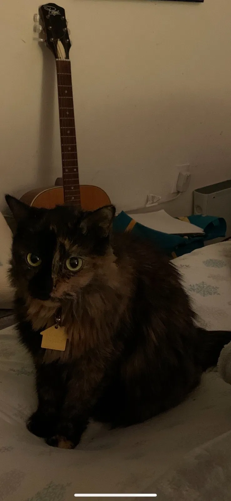 Lost cat in Dallas, GA, 30157