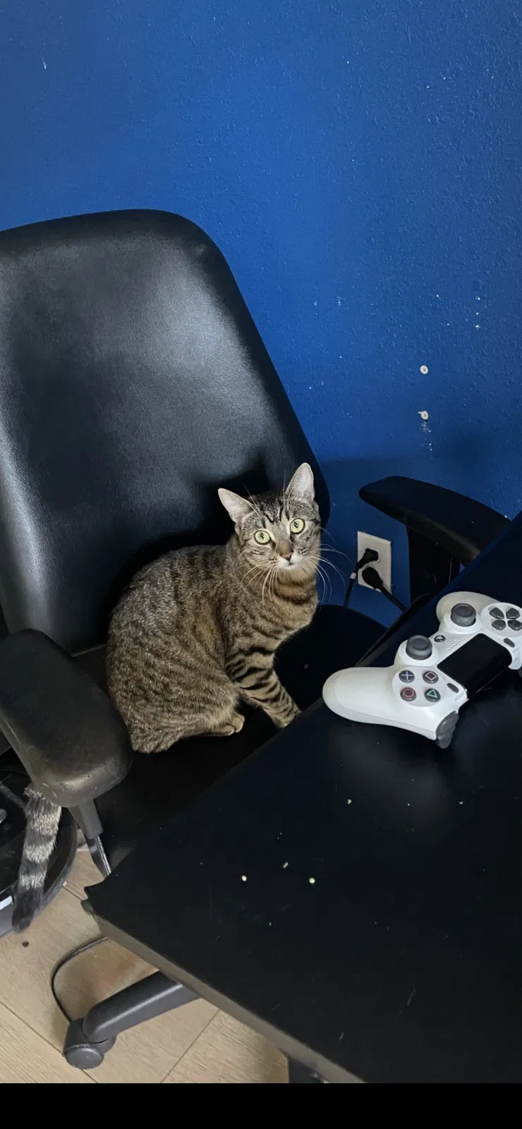 Lost cat in Pittsburg, CA, 94565