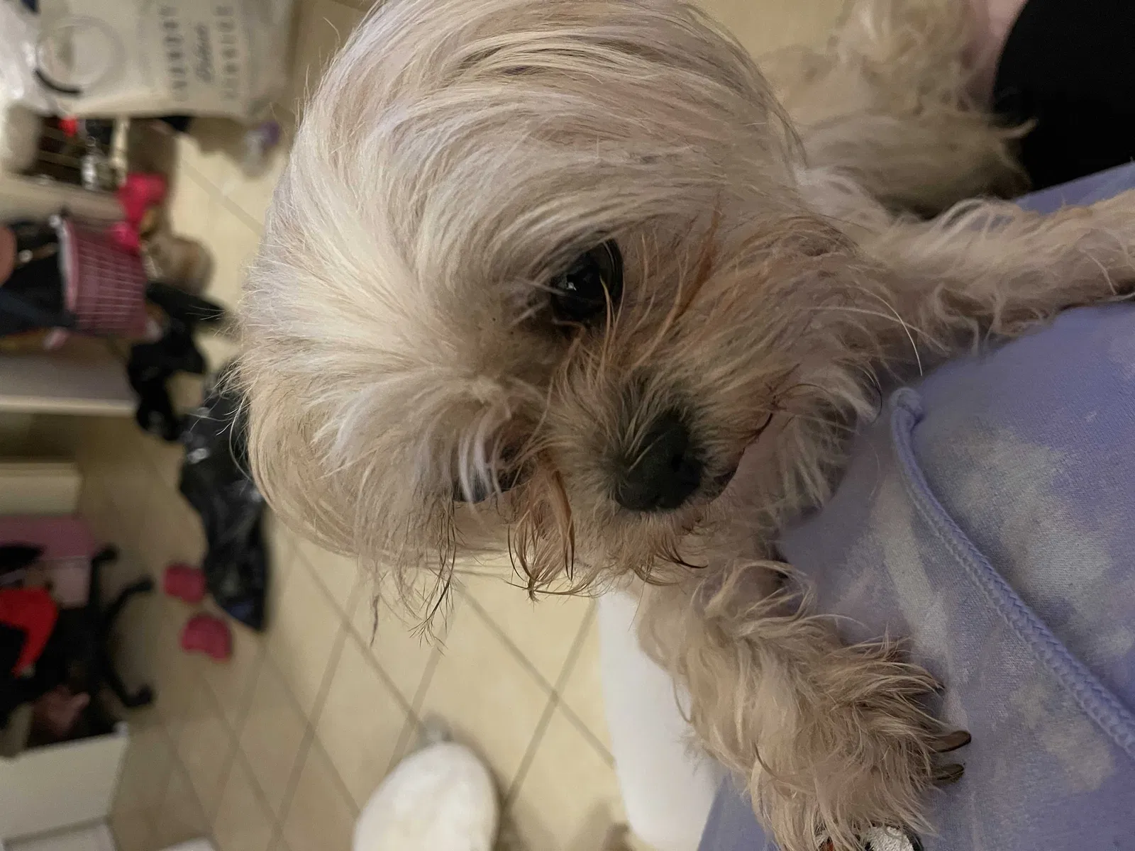 Lost dog in Mcallen, TX, 78503