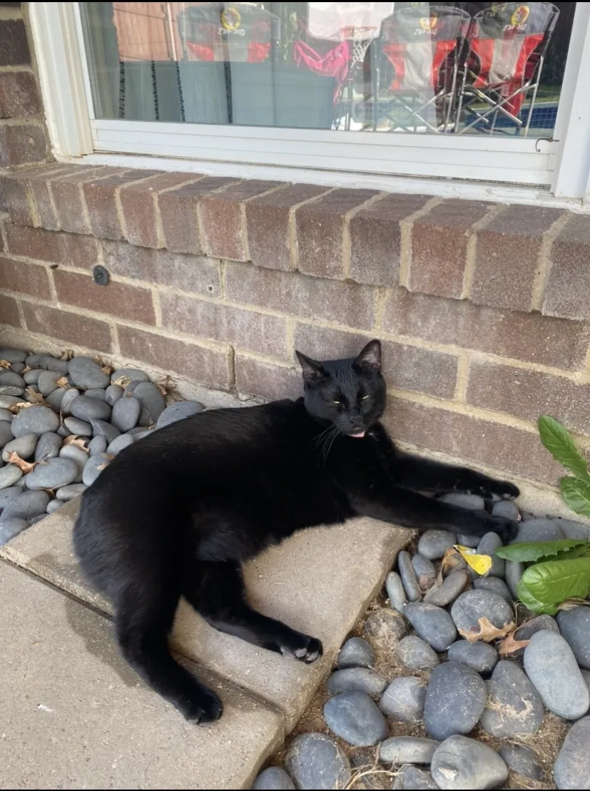 Lost cat in Fort Worth, TX, 76123