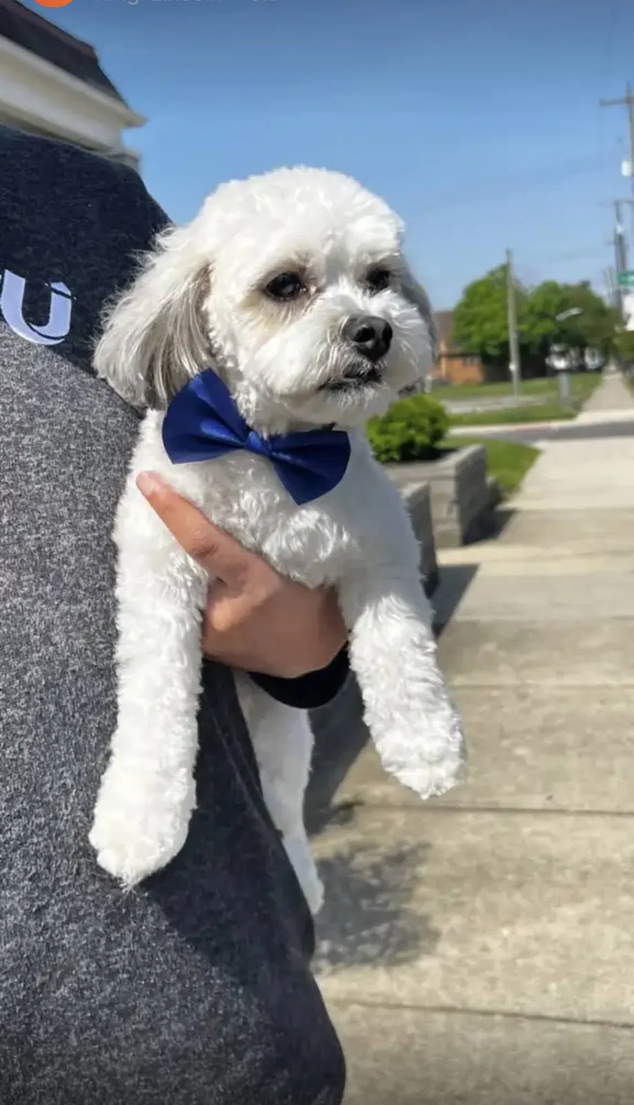 Lost dog in Columbus, OH, 43215