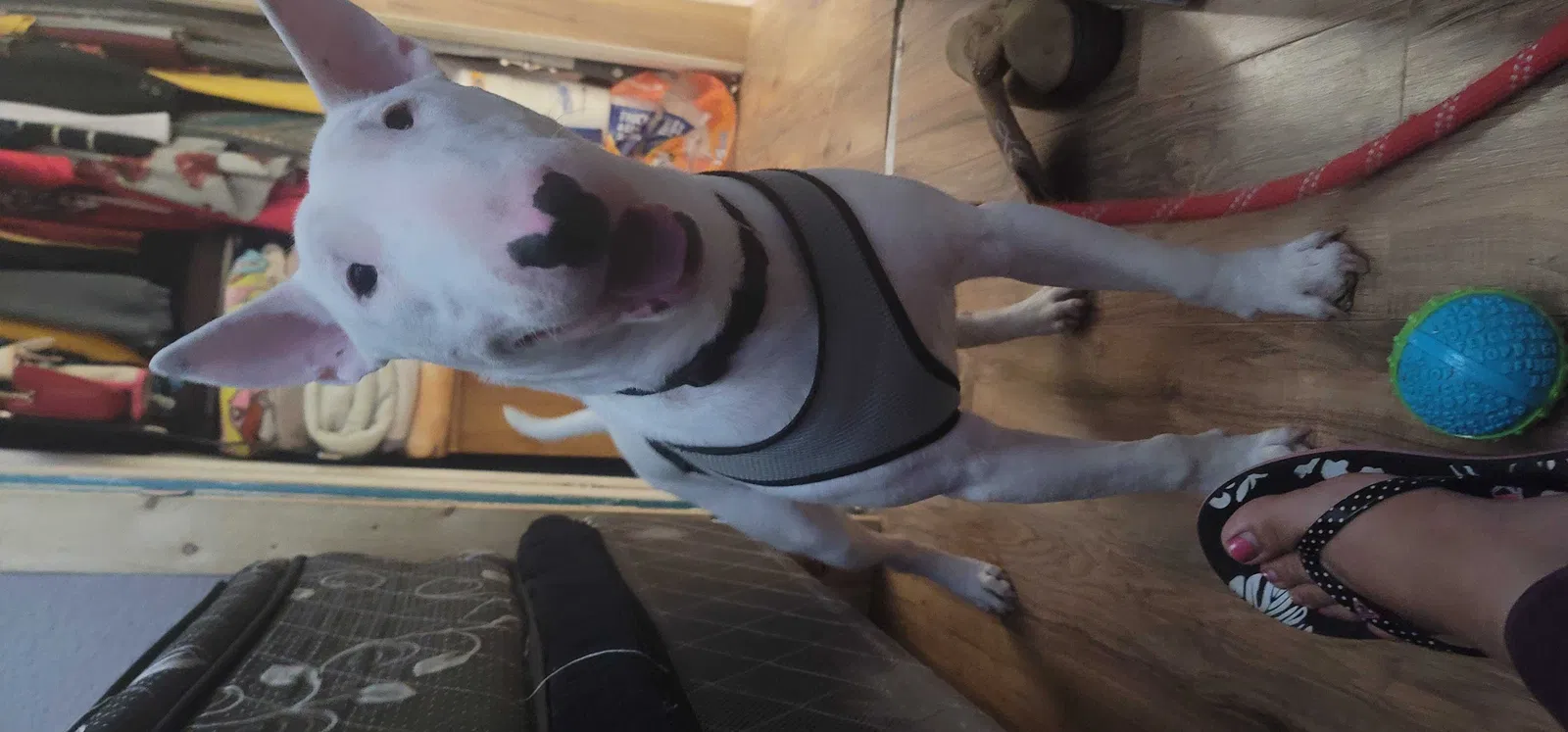 Lost dog in San Antonio, TX, 78211
