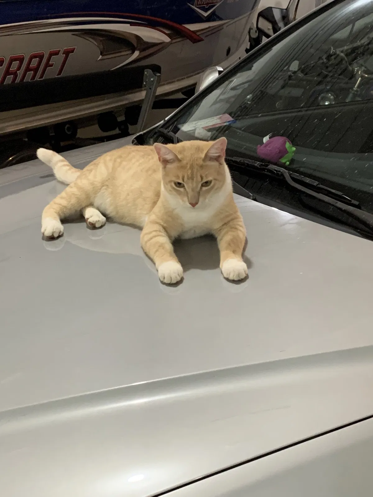 Lost cat in Kaukauna, WI, 54130
