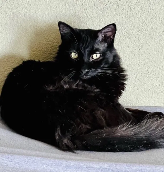 Lost cat in La Quinta, CA, 92253