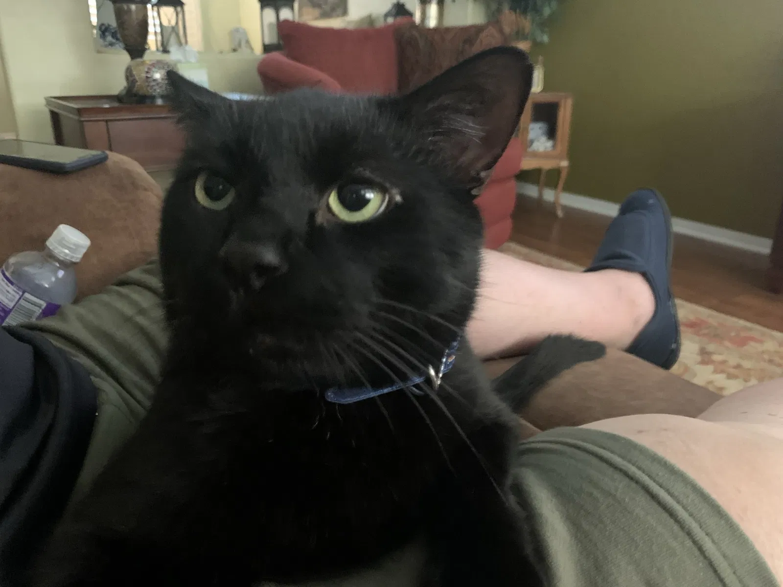 Lost cat in Las Vegas, NV, 89166