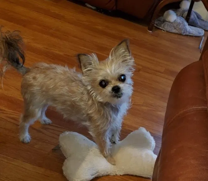 Lost dog in Fortson, GA, 31808