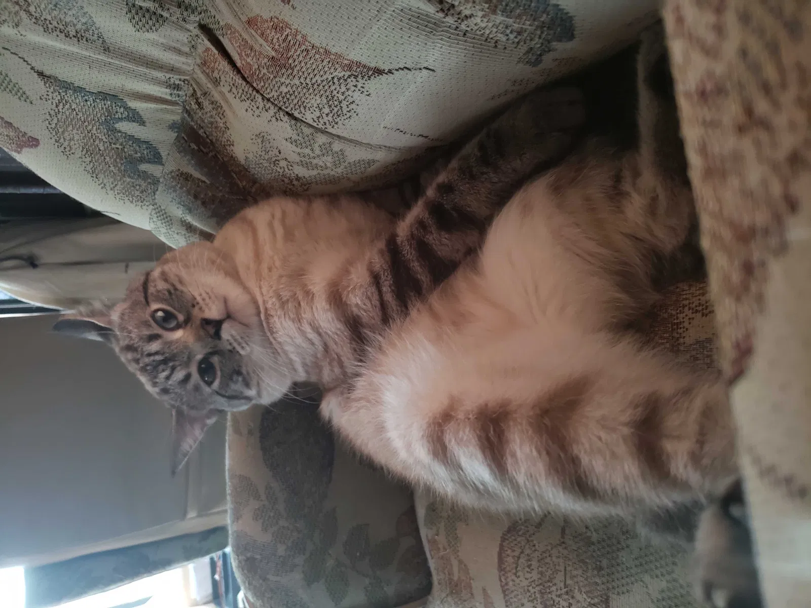 Lost cat in Ventura, CA, 93001