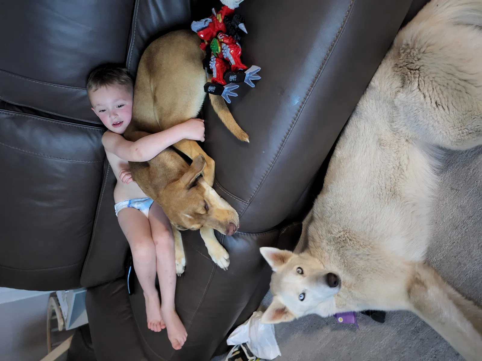 Lost dog in Plattsmouth, NE, 68048