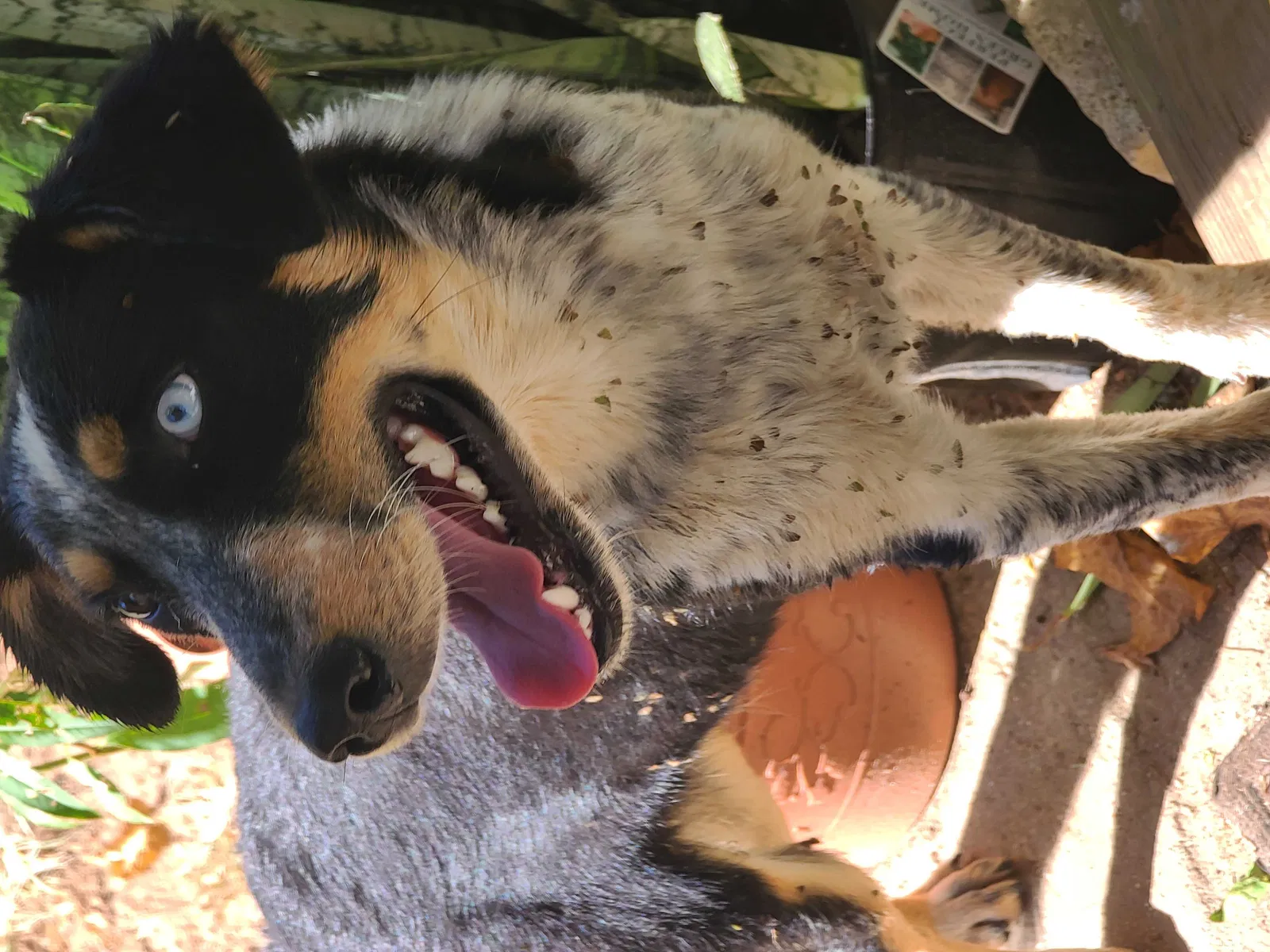 Found dog in Bonnieville, KY, 42713