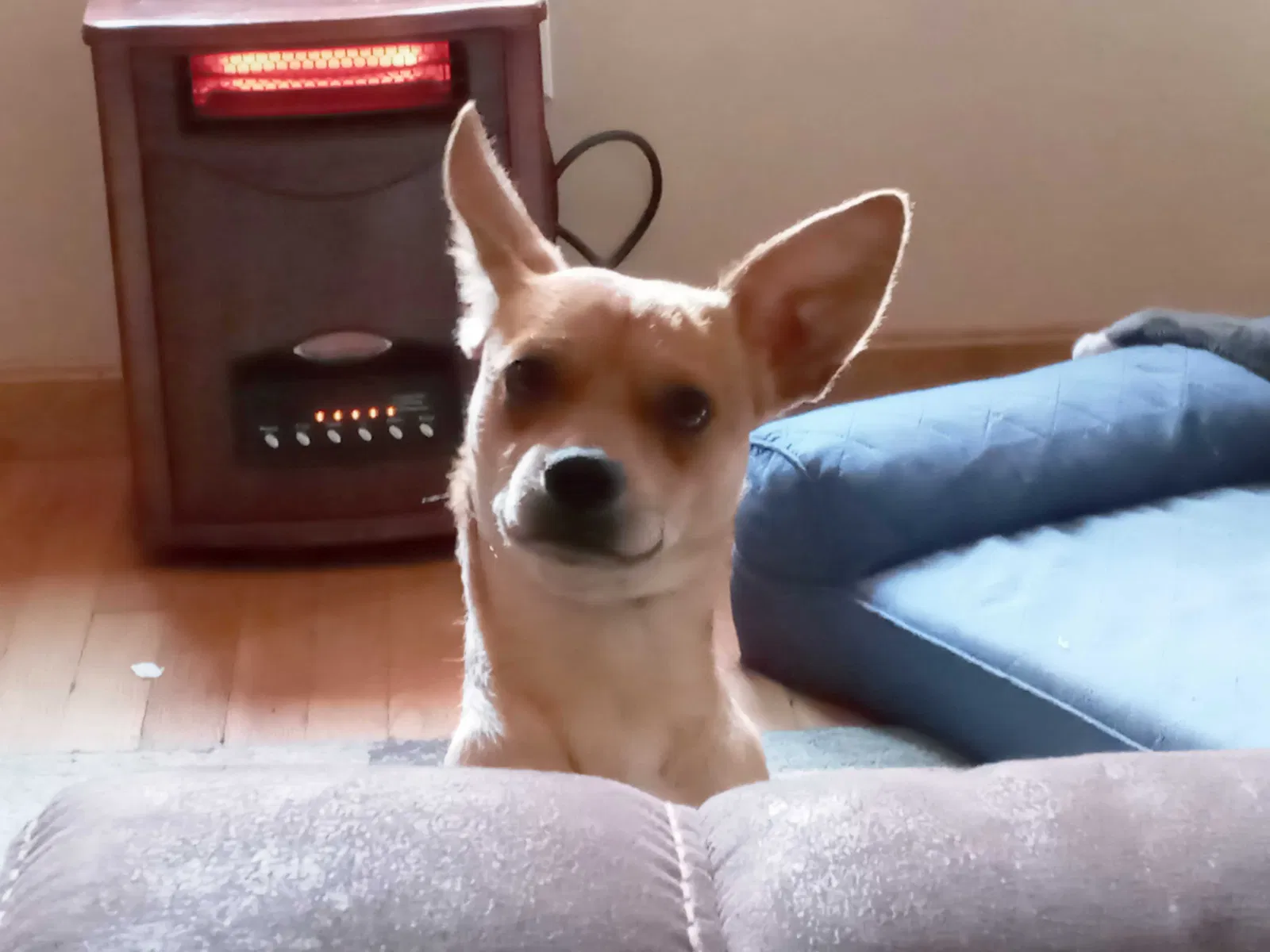 Lost dog in Taunton, MA, 2780