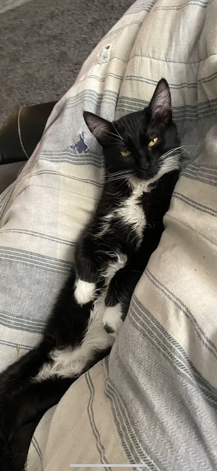 Lost cat in Fernley, NV, 89408