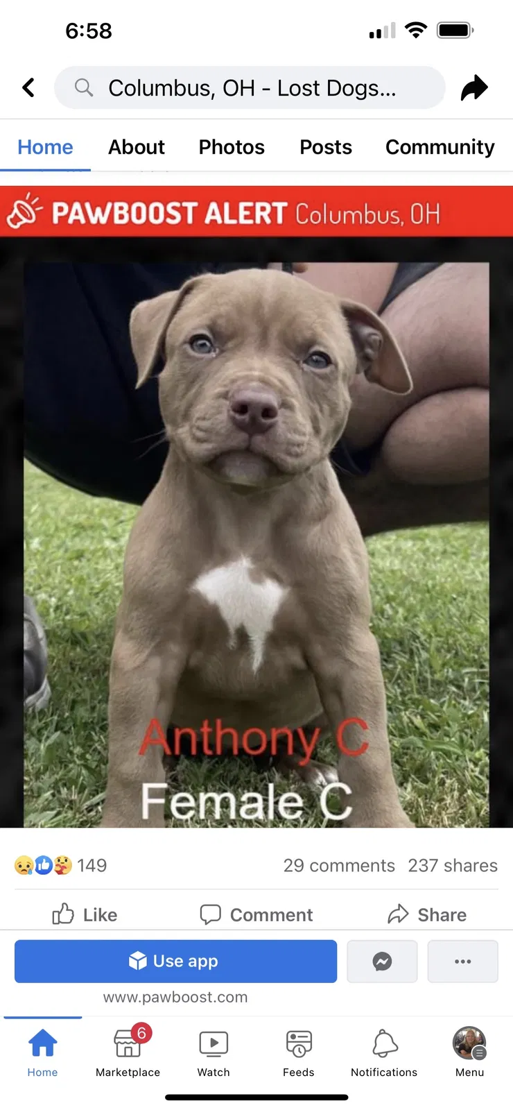 Lost dog in Columbus, OH, 43213
