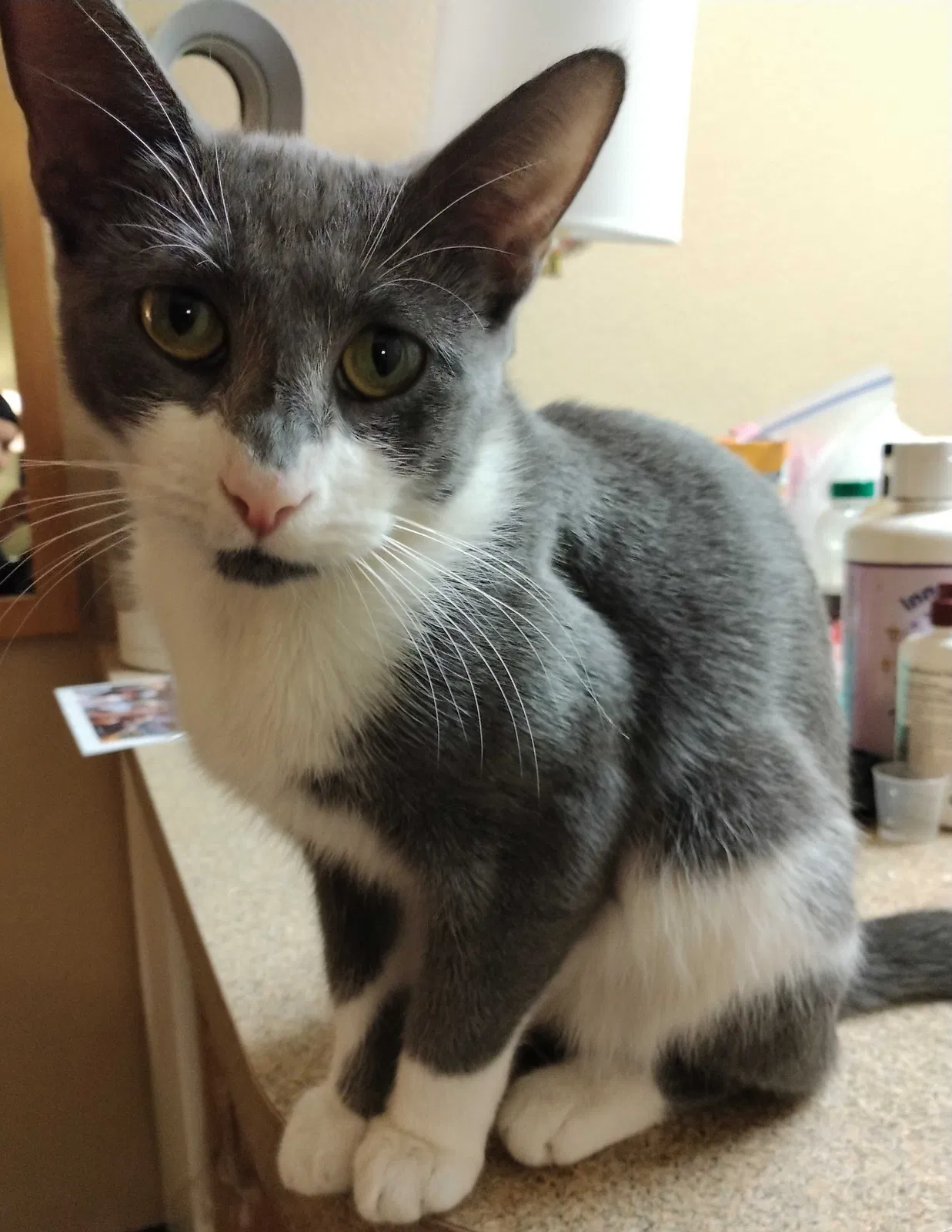 Lost cat in Denver, CO, 80235