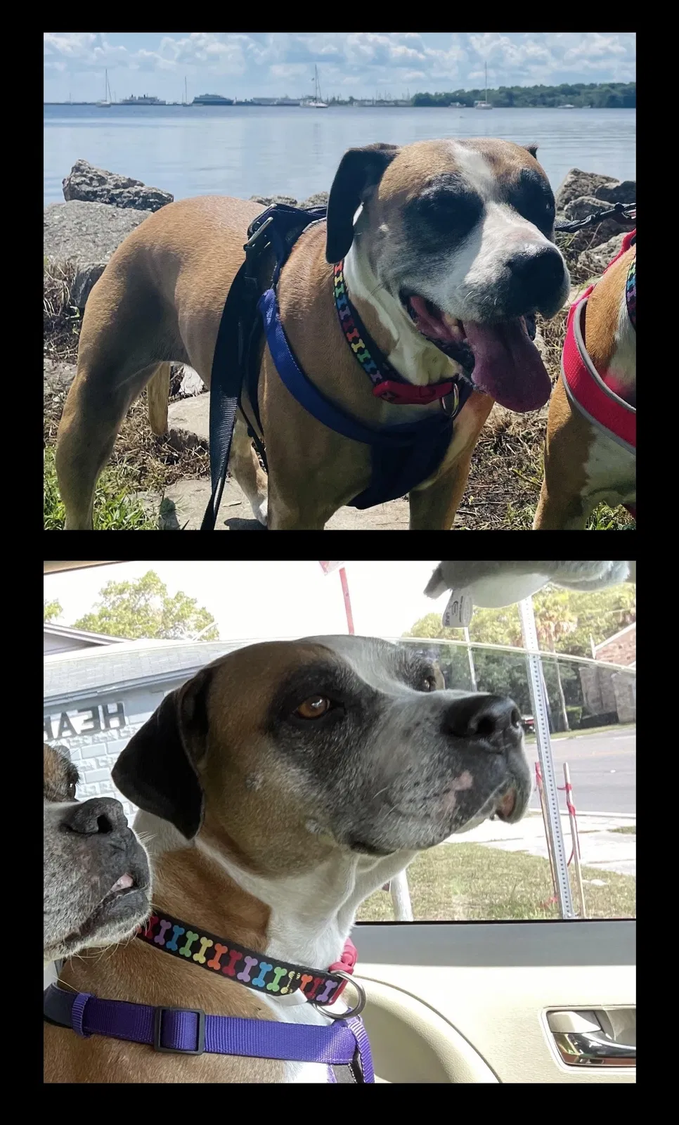 Lost dog in Waldo, FL, 32694