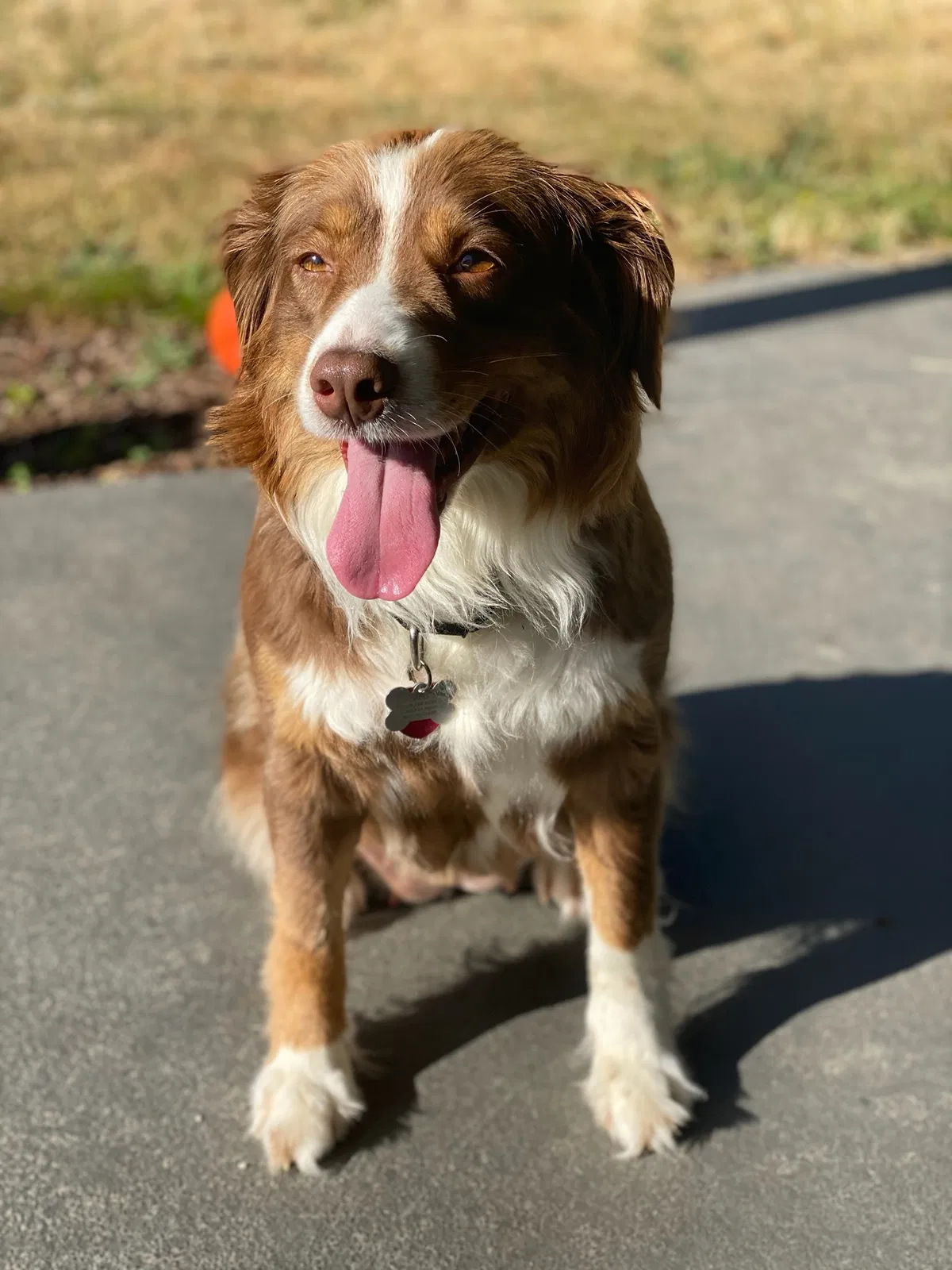 Lost dog in Daleville, AL, 36322