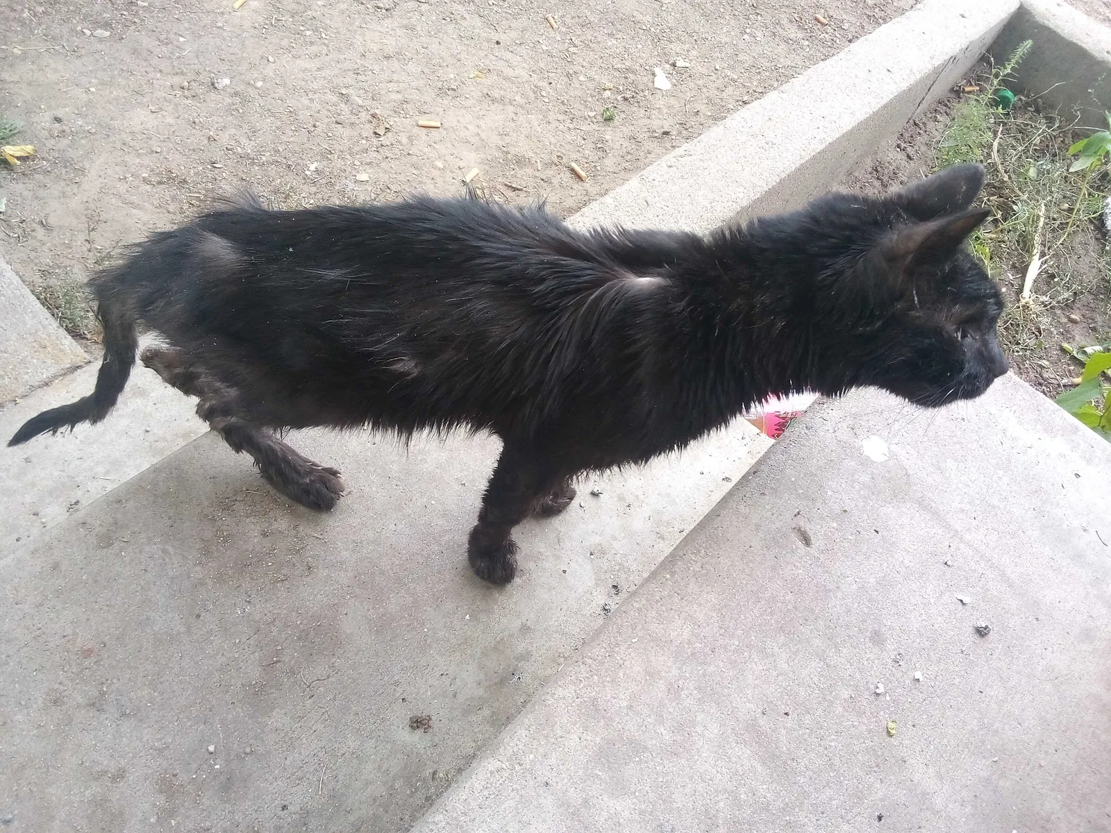 Lost cat in Pueblo, CO, 81004