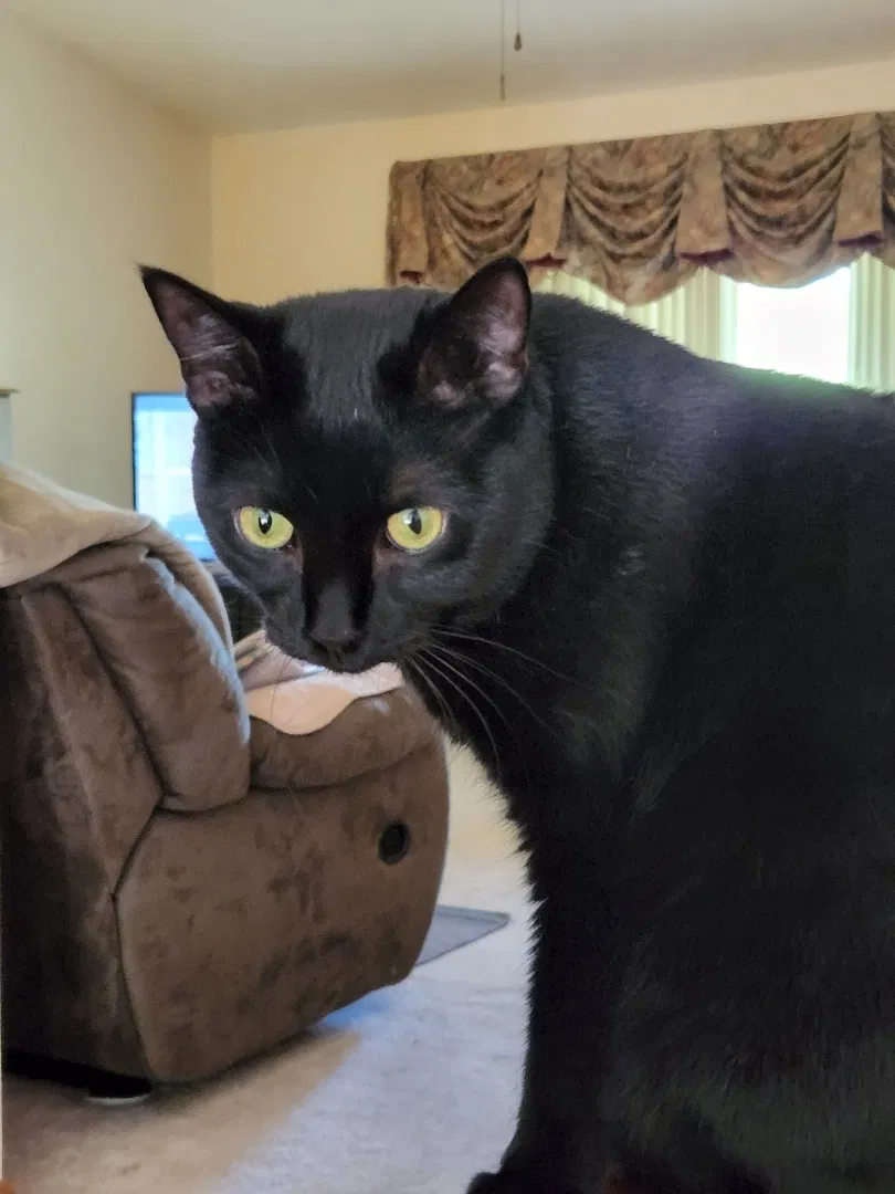 Lost cat in Grafton, OH, 44044