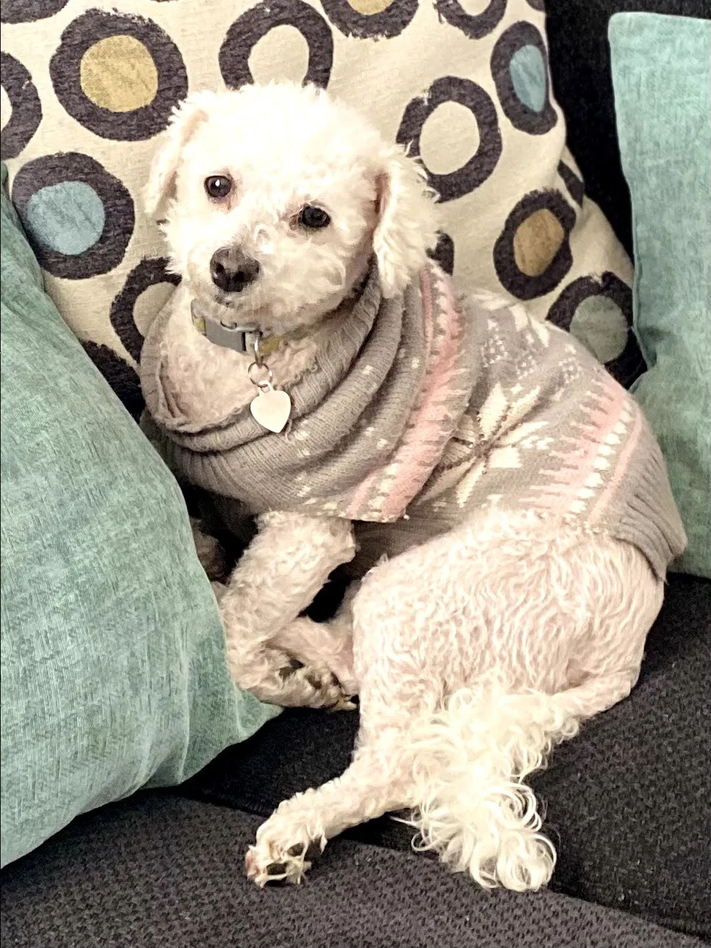 Lost dog in Buffalo, NY, 14206