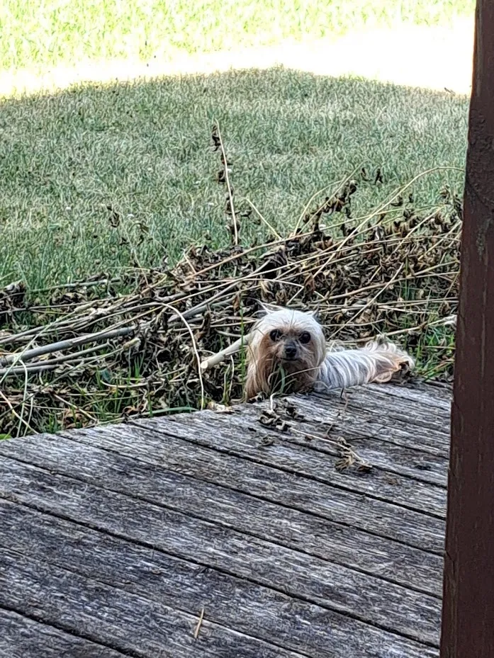 Lost dog in Indianapolis, IN, 46228