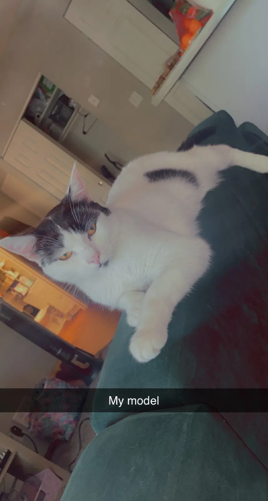 Lost cat in Cincinnati, OH, 45220