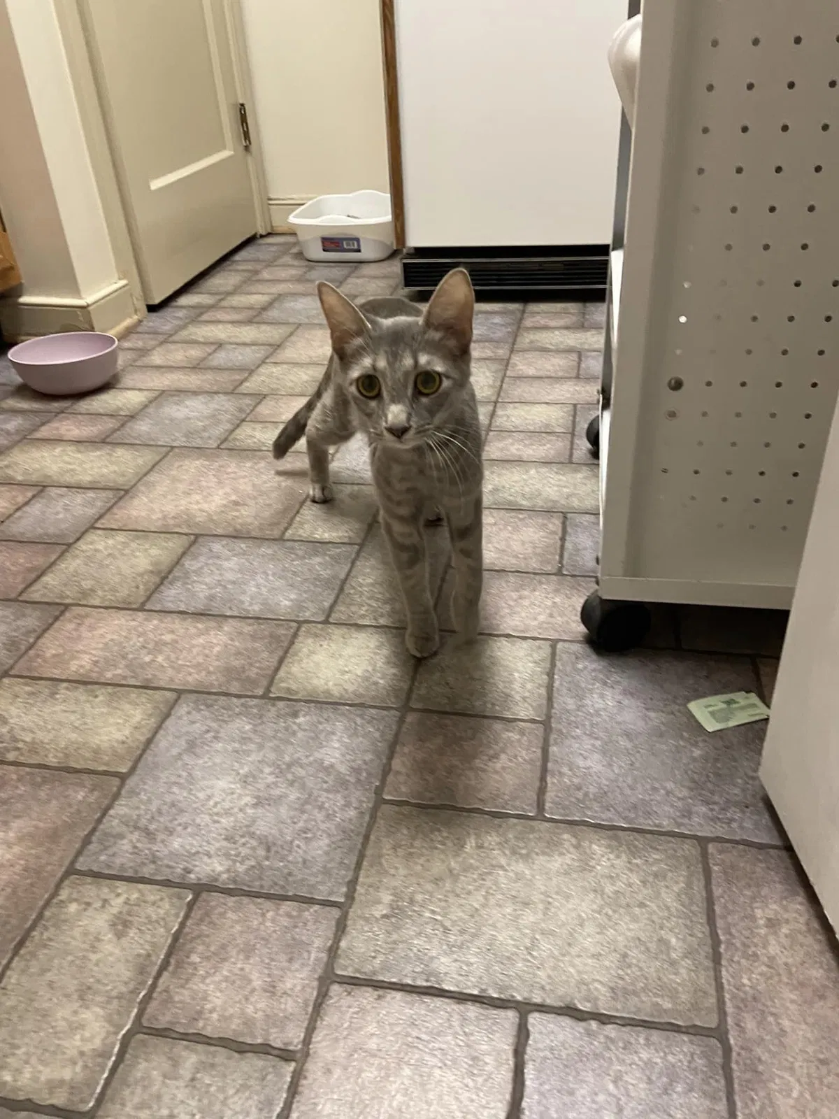 Found cat in Ephrata, PA, 17522