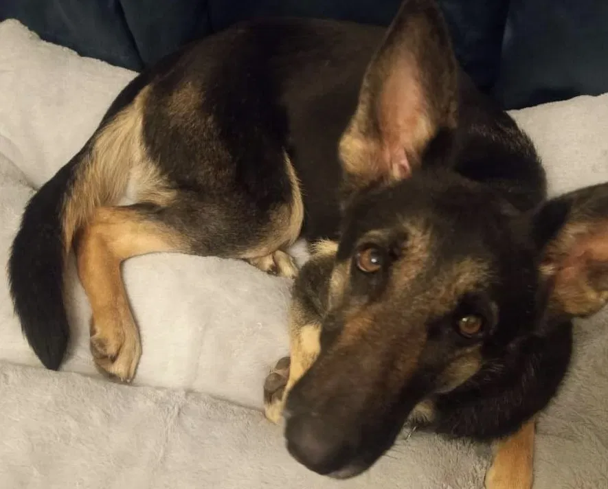 Lost dog in Spencer, OK, 73084