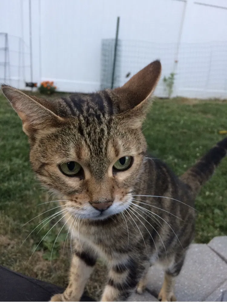 Lost cat in Windsor Heights, IA, 50324