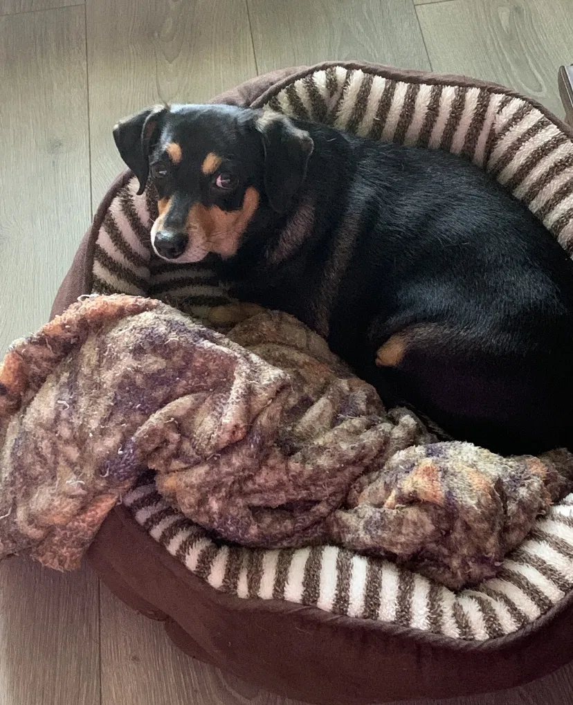 Lost dog in Clermont, FL, 34715